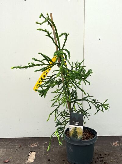 Korkenzieher-Sicheltanne 'Rasen' - Cryptomeria japonica 'Rasen'