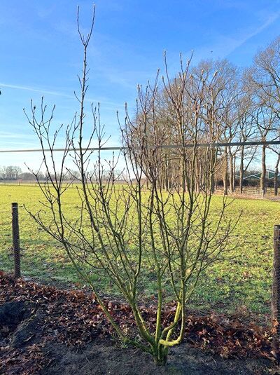 Rote Tulpenmagnolie 'Susan' / Magnolia liliiflora 'Susan'