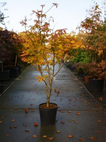 Eisenhutblättriger Ahorn (Acer japonicum 'Aconitifolium') 125-150 cm, C35, mehrstämmig im Topf mit orangegelbem Laub