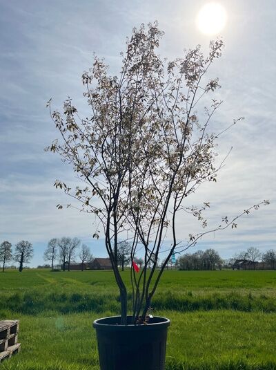 Kupfer-Felsenbirne 250 - 300 cm Schirmform / Amelanchier lamarckii (876161)