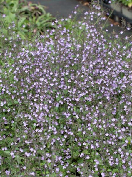 Bergminze Calamintha nepeta 'Rosa Woke' mit zahlreichen kleinen rosa Blüten an aufrechten Stielen und grünem Laub.