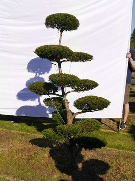 Garten-Bonsai (0195) / Taxus media 'Hillii' H: 190 cm B: 120 cm