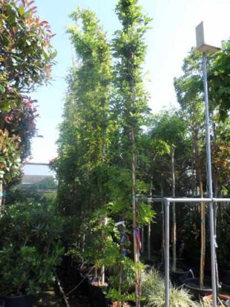 Chinesischer Blauregen 'Prolific' / Chinesischer Blauregen 'Prolific'