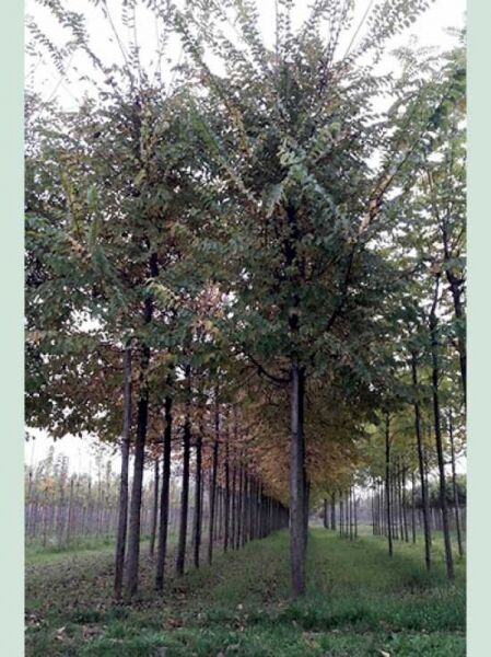 Sapporo-Ulme / Ulmus 'Sapporo Autumn Gold'