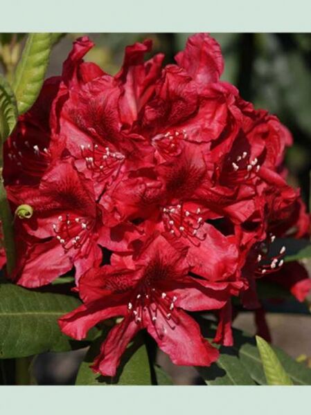 Rhododendron 'Barbados' / Rhododendron 'Barbados'