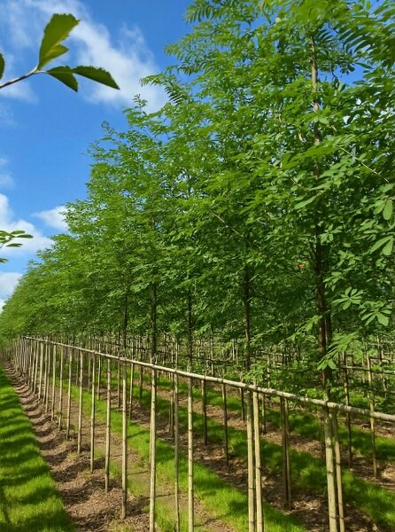 Sorbus aucuparia 'Edulis' – Mährische Eberesche, essbare Eberesche Hochstamm 12-14 StU, Baumreihe mit grünen Blättern