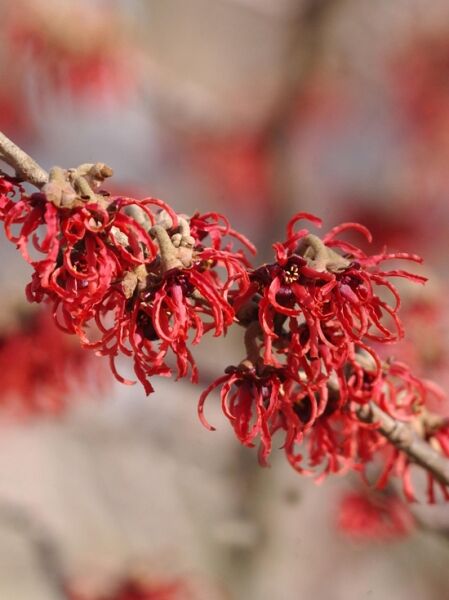 Zaubernuss ‘Rubin‘ (Hamamelis intermedia ‘Rubin‘) mit roten, fadenförmigen Blüten an Zweigen in Nahaufnahme.