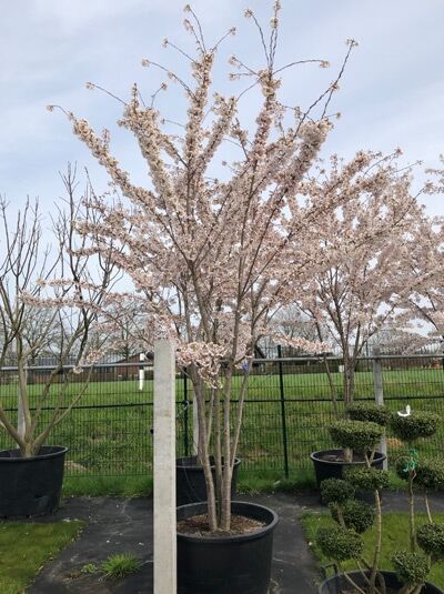 Prunus yedoensis / Tokio-Kirsche 350-400 cm m. Db. mehrstämmig im Container, mit rosa Blüten und verzweigter Krone.
