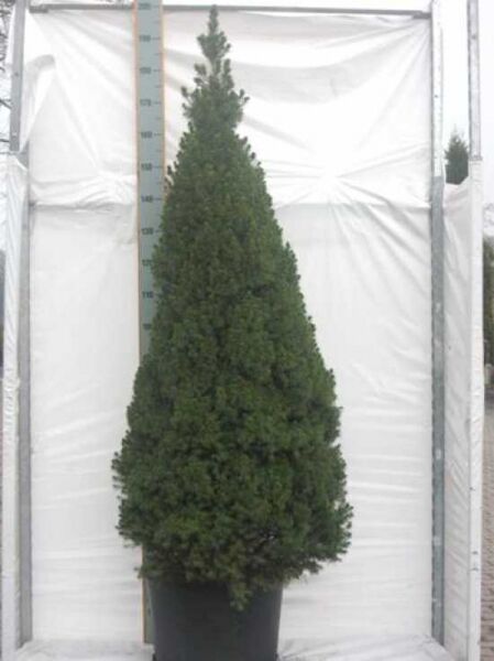 Zuckerhut-Fichte / Picea glauca 'Conica'