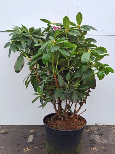 Rhododendron Hybride 'Anna Rose Whitney' (Rhododendron 'Anna Rose Whitney') 60-80 cm C20, grünes Laub im schwarzen Container.
