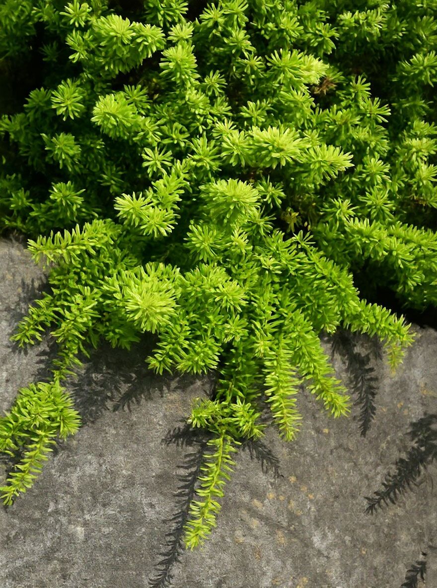 thuja occidentalis whipcord Whipcord Western Red Cedar – Gasper Home & Garden main image 1