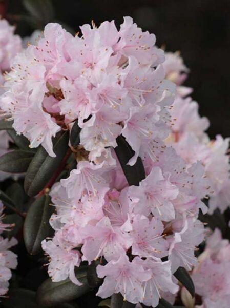 Rhododendron carolinianum 'Manitou' / Rhododendron 'Manitou'