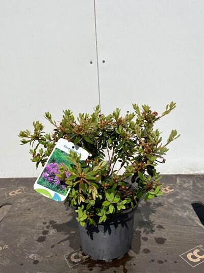 Zwergrhododendron 'Ramapo' / Zwergrhododendron 'Ramapo'