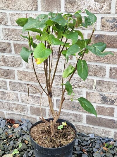 Syringa vulgaris 'Michel Buchner' (Gartenflieder) im Topf, 40–60 cm, C5, mit aufrechten Trieben und grünen Blättern.