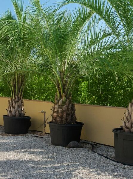 Butia capitata (Gewöhnliche Geleepalme) 200–250 cm im Container C240, mehrstämmige Palme mit gefiederten grünen Wedeln.