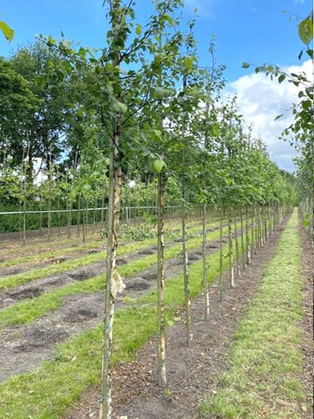 Betula nigra (Schwarz-Birke, Fluss-Birke) Hochstamm 10-12 StU mit Dr.-Ballen, Jungbaum mit Stamm und grünen Blättern.