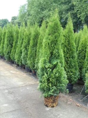 Große Thuja / Lebensbäume ab 300cm Größe günstig kaufen