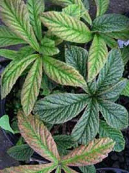 Fiederblättriges Schaublatt  / Rodgersia pinnata