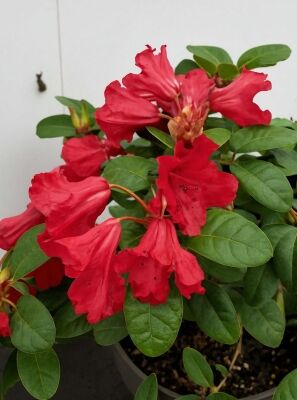 Herbstblhende Rhododendron gnstig in Top-Baumschulqualitt kaufen