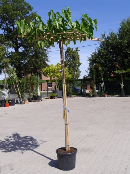 Morus alba 'Fruitless' Dachspalier / Weißer Maulbeerbaum 'Fruitless' als Spalierbaum im Container, Stamm mit Dachkrone und Laub