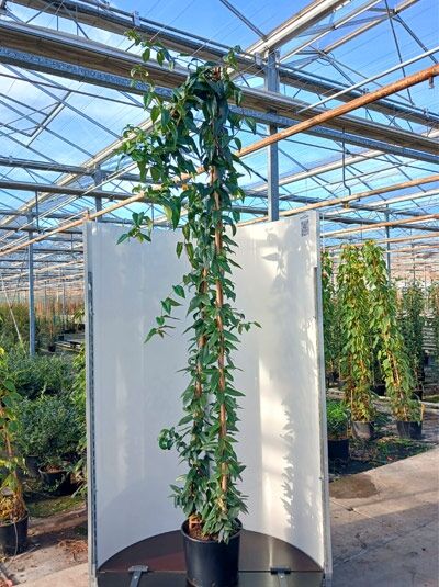 Immergrnes Geiblatt - Lonicera henryi - Baumschule NewGarden