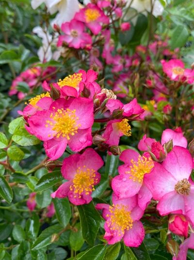 Bodendeckerrose Rosa 'Juanita' (Rosa 'Juanita') mit pinken, einfachen Blüten und gelber Mitte zwischen grünem Laub.