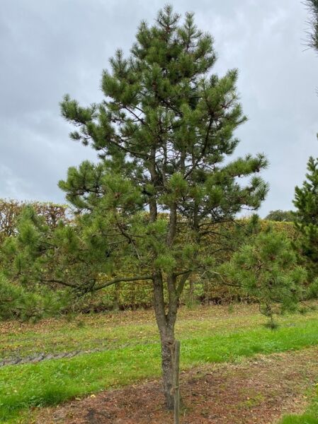 Pinus contorta 'Compacta' (Küsten-Kiefer, Dreh-Kiefer), mehrstämmiger Nadelbaum mit lockerer Krone, 500–600 cm hoch, 300–400 cm breit