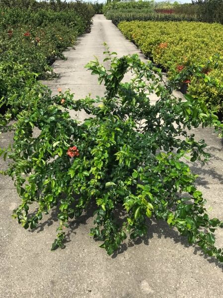 Chaenomeles superba 'Cameo' / Zierquitte 'Cameo', 100-125 cm C20, buschiger Strauch mit grünem Laub und roten Blüten.