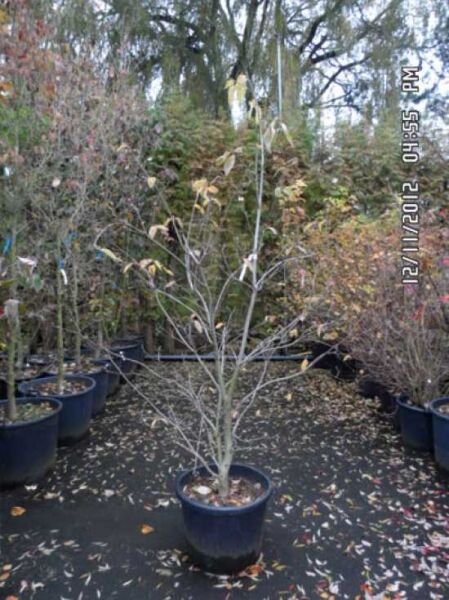 Nuttalls Blüten-Hartriegel (Cornus nuttallii) 175-200 cm C70, mehrstämmiger Strauch im Container mit Laub an Triebspitzen.