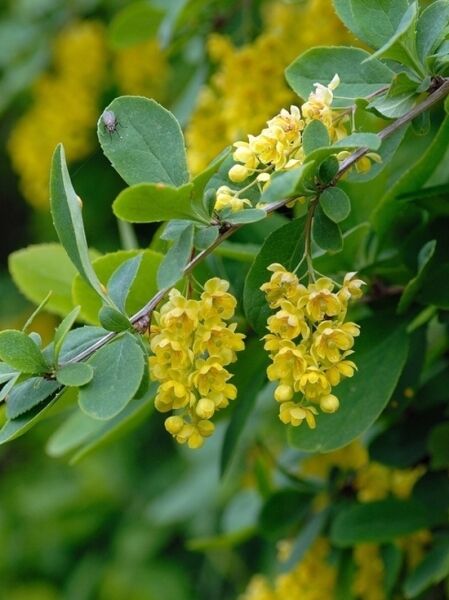 Gewöhnliche Berberitze (Berberis vulgaris) mit grünen Blättern und gelben Blütentrauben am Zweig.