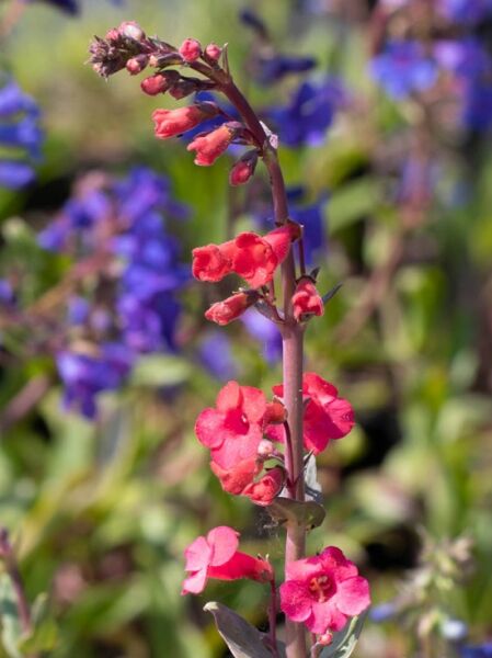 Bartfaden / Penstemon superbus