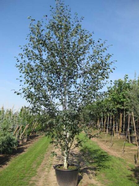 Weißrindige Himalaja-Birke 'Doorenbos' (Betula utilis 'Doorenbos') 350-400 cm C100, mehrstämmiger Baum im Container mit grünem Laub.