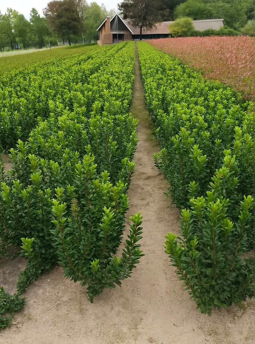 thuja brabant kaufen 180 cm Thuja 