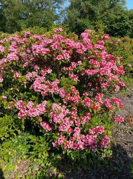 Kalmia latifolia „Olympic Fire“ (Lorbeerrose/Berglorbeer) Solitär, immergrüner Strauch mit rosa Blüten und glänzendem Laub.