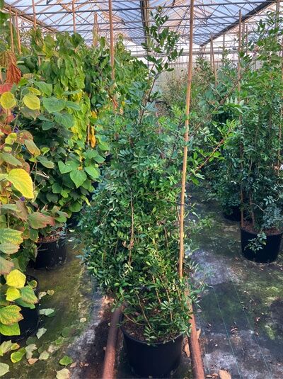 Pistacia lentiscus (Mastixstrauch/Wilde Pistazie) Strauch im Container C20, ca. 125–150 cm, mit dichtem grünem Laub