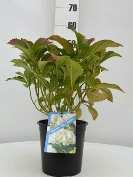 Bauern-Hortensie Hydrangea macrophylla 'Madame Emile Mouillère' 30–40 cm C2 im Topf mit grünem Laub und Etikett.