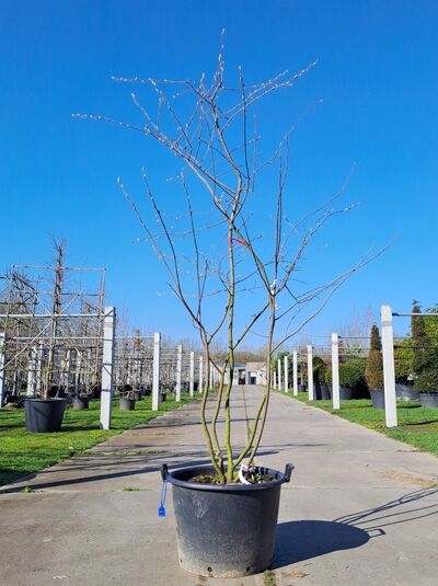 Kupfer-Felsenbirne 200 - 250 cm Schirmform / Amelanchier lamarckii (876136)