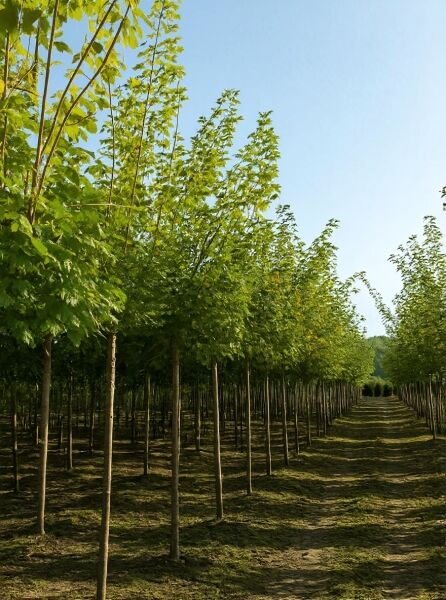 Spitz-Ahorn Acer platanoides 'Cleveland', Hochstamm 16-18 StU, im Feld mit geradem Stamm und grüner Krone.