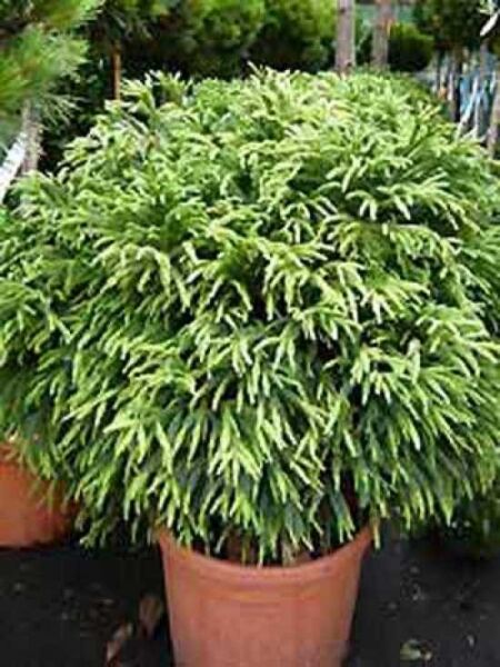 Zwerg-Hahnenkamm-Sicheltanne 'Globosa Nana' / Cryptomeria japonica 'Globosa Nana'