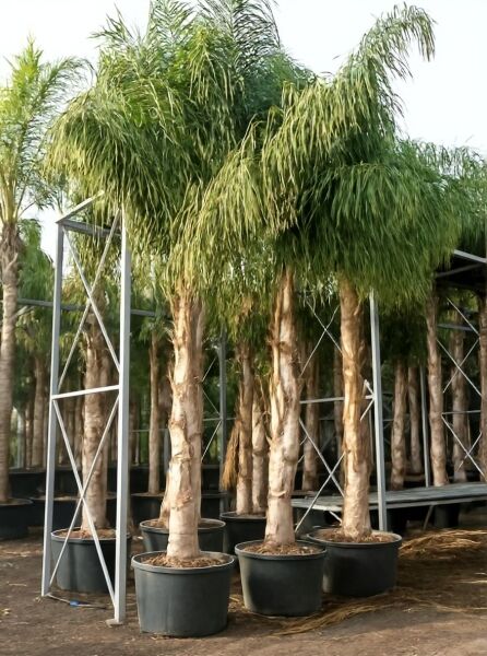 Königin-Palme (Syagrus romanzoffiana) im Topf C90, ca. 400–450 cm, mit kräftigem Stamm und überhängenden Wedeln.