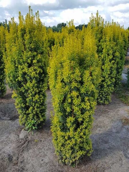 Taxus baccata 'David' / Gelbe Säulen-Eibe 'David', säulenförmiger Nadelgehölzstrauch mit gelbgrünem Austrieb, 125-150 cm m. Db.