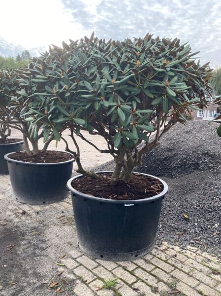 Rhododendron 'Gulliver' Schirm (Nr.1441) / Rhododendron adenogynum 'Gulliver' 150 cm breit x 120 cm hoch
