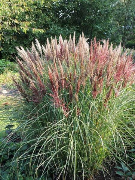 Miscanthus sinensis 'Dread Locks' / Chinaschilf 'Dread Locks'