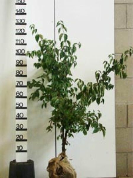 Japanischer Blumen-Hartriegel (Cornus kousa) 'Cappuccino' 80–100 cm mit Ballen, junger Hochstamm mit grünem Laub.