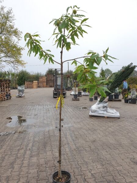 Esskastanie Castanea sativa 'Bouche de Betizac', Halbstamm 4-6 StU, im C15-Container mit Stamm und grünen Blättern