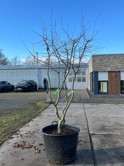 Eisenholzbaum 'Bella' / Parrotia persica 'Bella' Schirmform 200-250 cm (1567271)