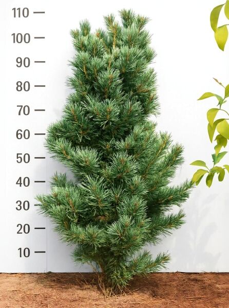 Pinus parviflora 'Glauca' (Blaue Mädchen-Kiefer) 100–125 cm, kompakt wachsender Nadelbaum mit blaugrünen Nadeln.