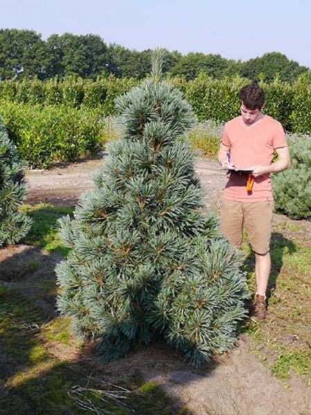 Biegsame Kiefer 'Vanderwolf's Pyramid' / Pinus flexilis 'Vanderwolf's Pyramid'