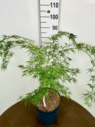 Acer palmatum 'Dissectum', Grüner Schlitz-Ahorn im Topf C7, 60–80 cm, fächerförmig geschlitzte grüne Blätter, buschiger Wuchs.
