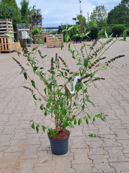 Buddleja davidii 'Black Knight' (Sommerflieder) im C5-Topf, ca. 80–100 cm, mehrtriebiger Strauch mit grünen Blättern und Rispen.